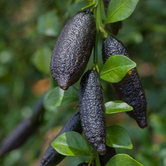 RED FINGER Lime 3-4ft Grafted Tree / Caviar Citrus/ Chanh ngón tay Hồng