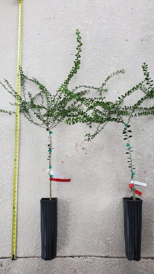 RED FINGER Lime 3-4ft Grafted Tree / Caviar Citrus/ Chanh ngón tay Hồng