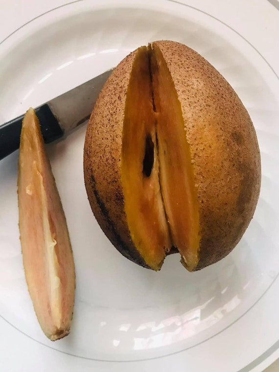 BUTTERSCOTCH SAPODILLA