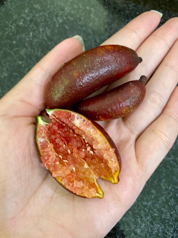 RED FINGER Lime 3-4ft Grafted Tree / Caviar Citrus/ Chanh ngón tay Hồng