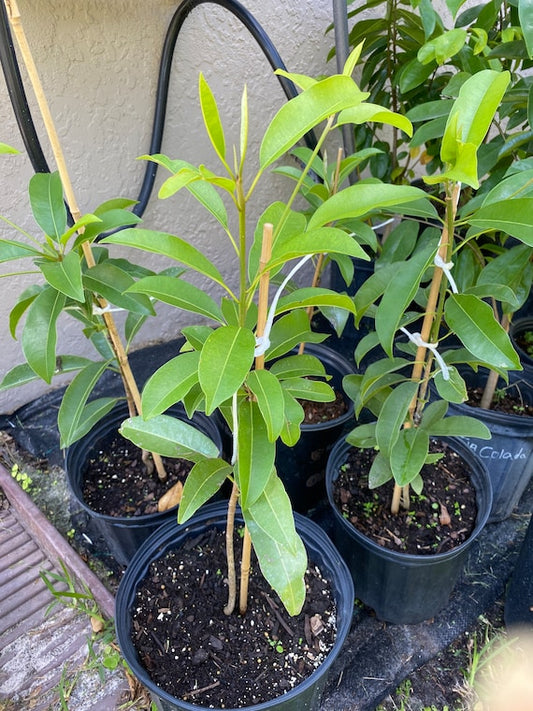 BUTTERSCOTCH SAPODILLA