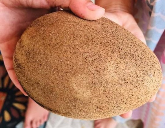 BUTTERSCOTCH SAPODILLA
