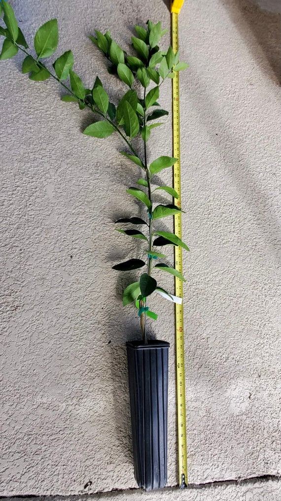 JAPANESE Combo - 1 YUZU Dwarf Japanese Lemon and 1 DEKOPON Japanese Mandarin