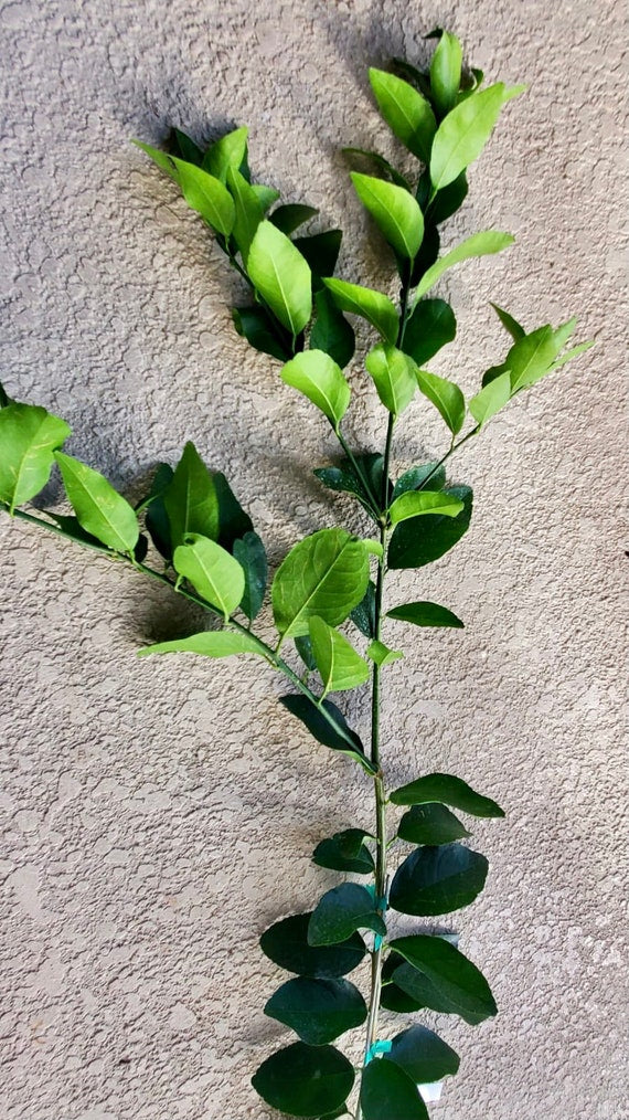 JAPANESE Combo - 1 YUZU Dwarf Japanese Lemon and 1 DEKOPON Japanese Mandarin