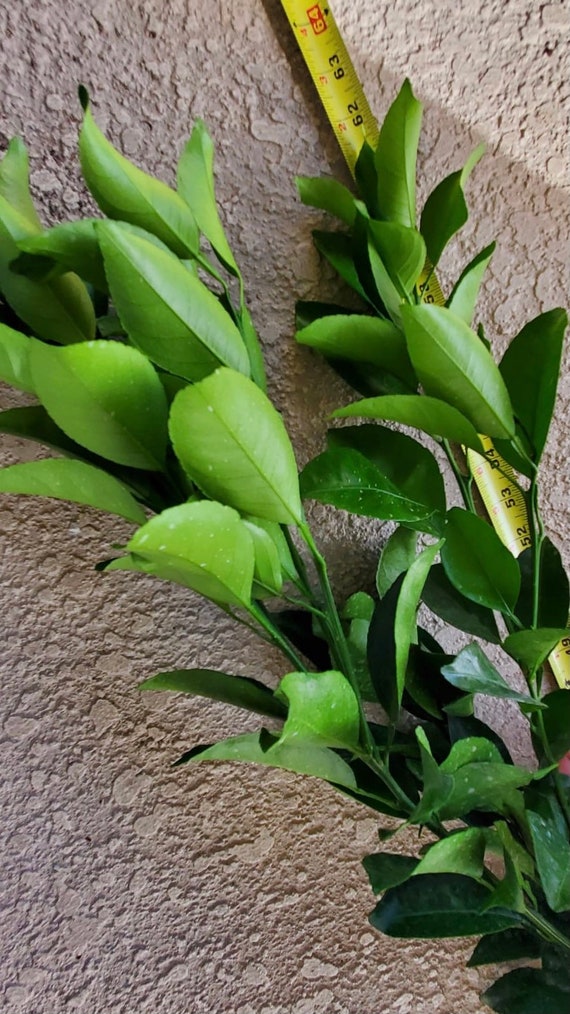 JAPANESE Combo - 1 YUZU Dwarf Japanese Lemon and 1 DEKOPON Japanese Mandarin