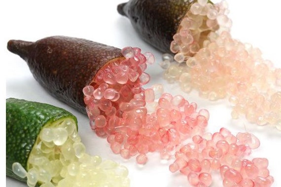 RED FINGER Lime 3-4ft Grafted Tree / Caviar Citrus/ Chanh ngón tay Hồng