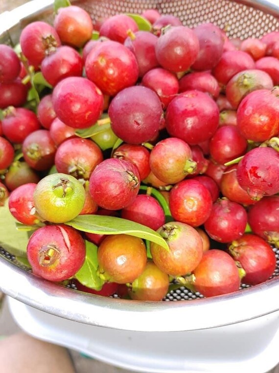 JAMAICAN CHERRY Strawberry Tree/ Muntingia Calabura/ Cây Trứng Cá