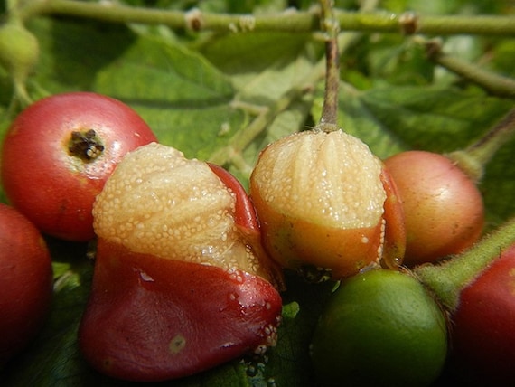 JAMAICAN CHERRY Strawberry Tree/ Muntingia Calabura/ Cây Trứng Cá