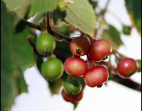 JAMAICAN CHERRY Strawberry Tree/ Muntingia Calabura/ Cây Trứng Cá