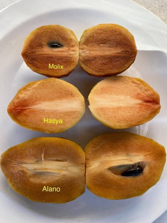 ALANO SAPODILLA (Manilkara zapota)