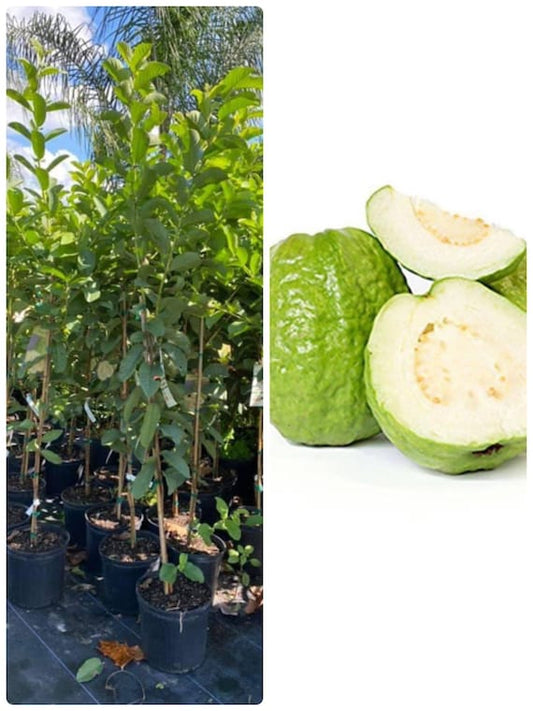 TAIWANESE WHITE GUAVA Tree