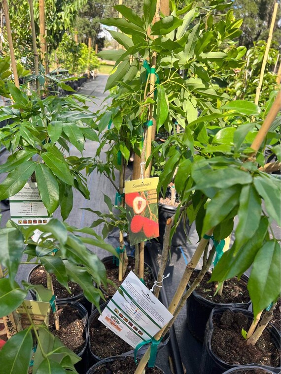 SWEETHEART LYCHEE/ LITCHI/ Cây Vải Hột Tiêu