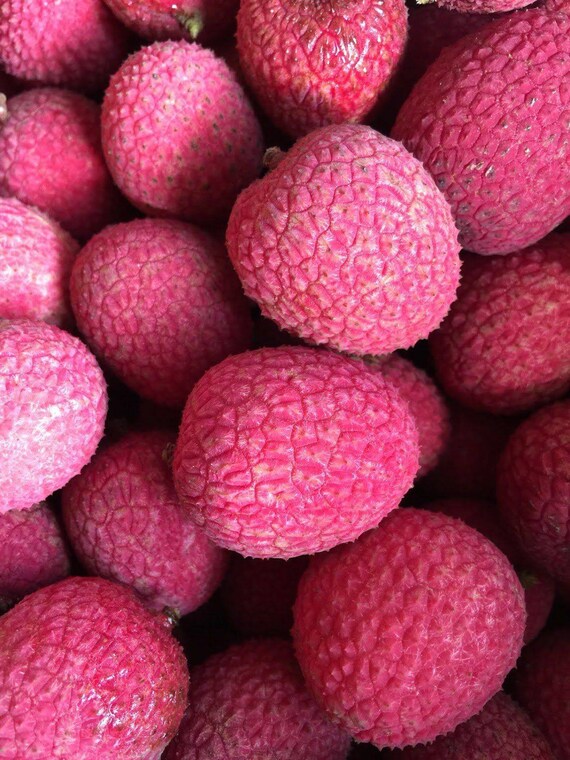 BREWSTER LYCHEE/ LITCHI/ Cây Vải thiều