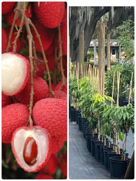 BREWSTER LYCHEE/ LITCHI/ Cây Vải thiều