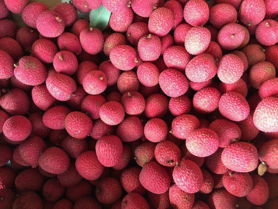 BREWSTER LYCHEE/ LITCHI/ Cây Vải thiều