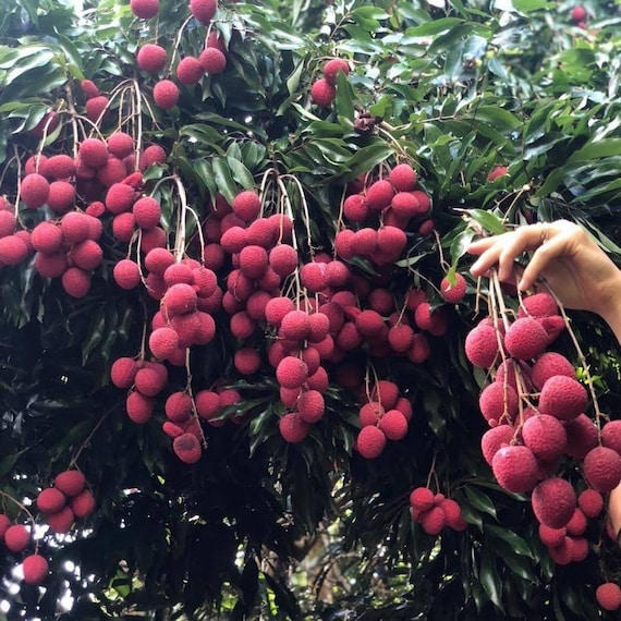 BREWSTER LYCHEE/ LITCHI/ Cây Vải thiều