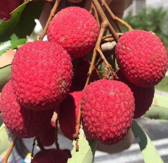 BREWSTER LYCHEE/ LITCHI/ Cây Vải thiều