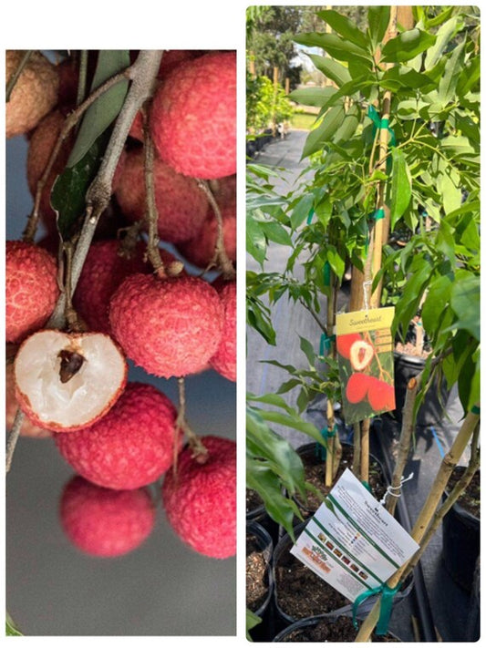 SWEETHEART LYCHEE/ LITCHI/ Cây Vải Hột Tiêu