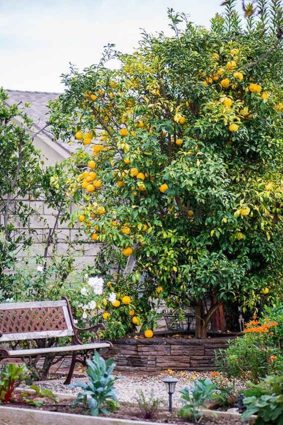 JAPANESE Combo - 1 YUZU Dwarf Japanese Lemon and 1 DEKOPON Japanese Mandarin