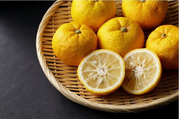 JAPANESE Combo - 1 YUZU Dwarf Japanese Lemon and 1 DEKOPON Japanese Mandarin