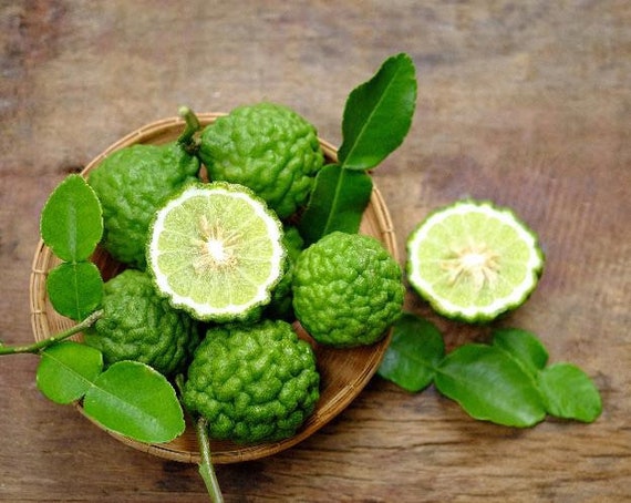 KAFFIR LIME Grafted Tree. Citrus Hystrix/ Makrut/ Thai Lime
