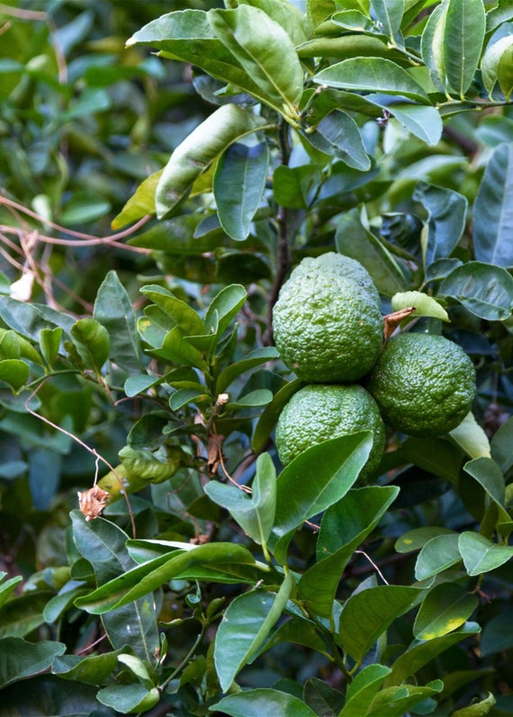 KAFFIR LIME Grafted Tree. Citrus Hystrix/ Makrut/ Thai Lime