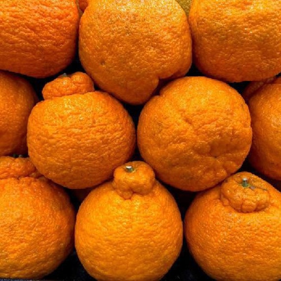 JAPANESE Combo - 1 YUZU Dwarf Japanese Lemon and 1 DEKOPON Japanese Mandarin