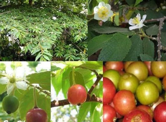 JAMAICAN CHERRY Strawberry Tree/ Muntingia Calabura/ Cây Trứng Cá