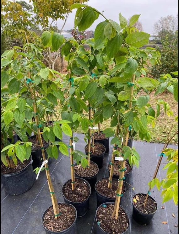 JAMAICAN CHERRY Strawberry Tree/ Muntingia Calabura/ Cây Trứng Cá