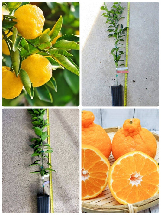 JAPANESE Combo - 1 YUZU Dwarf Japanese Lemon and 1 DEKOPON Japanese Mandarin