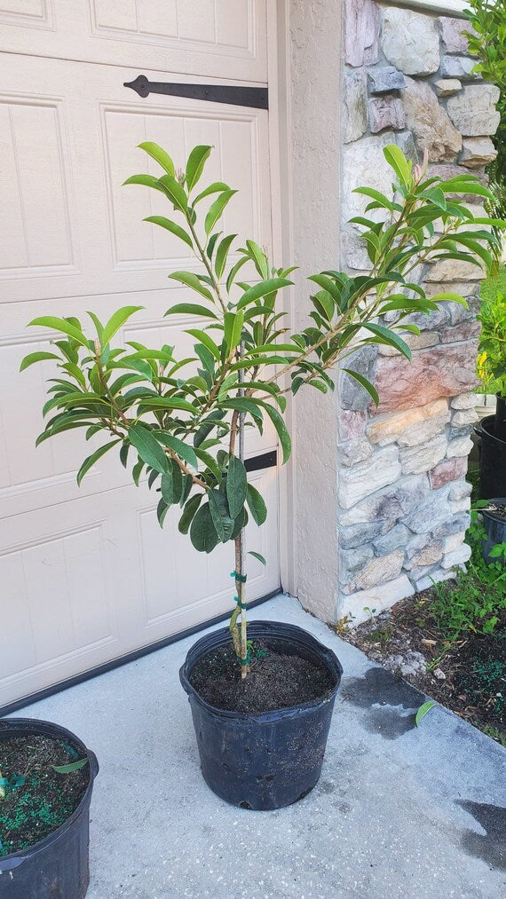 BUTTERSCOTCH SAPODILLA