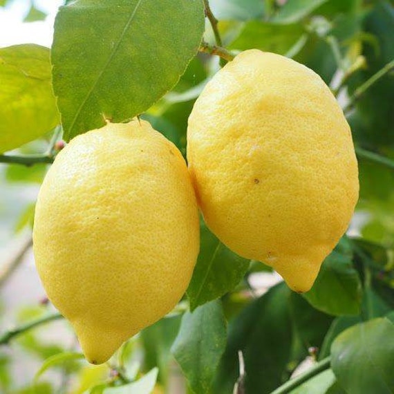 EUREKA LEMON DWARF Tree/ Citrus Limon Eureka