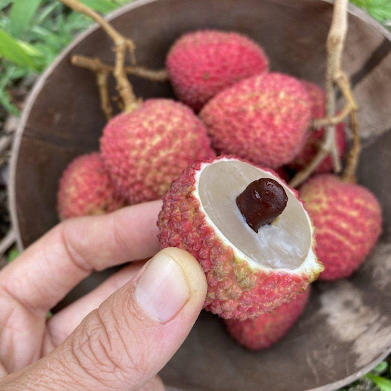 SWEETHEART LYCHEE/ LITCHI/ Cây Vải Hột Tiêu