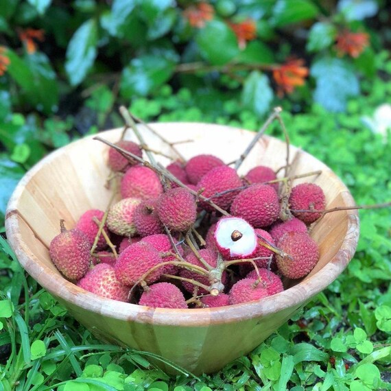 SWEETHEART LYCHEE/ LITCHI/ Cây Vải Hột Tiêu