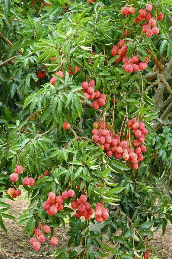 BREWSTER LYCHEE/ LITCHI/ Cây Vải thiều