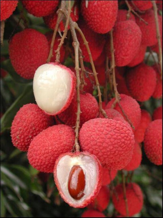 BREWSTER LYCHEE/ LITCHI/ Cây Vải thiều