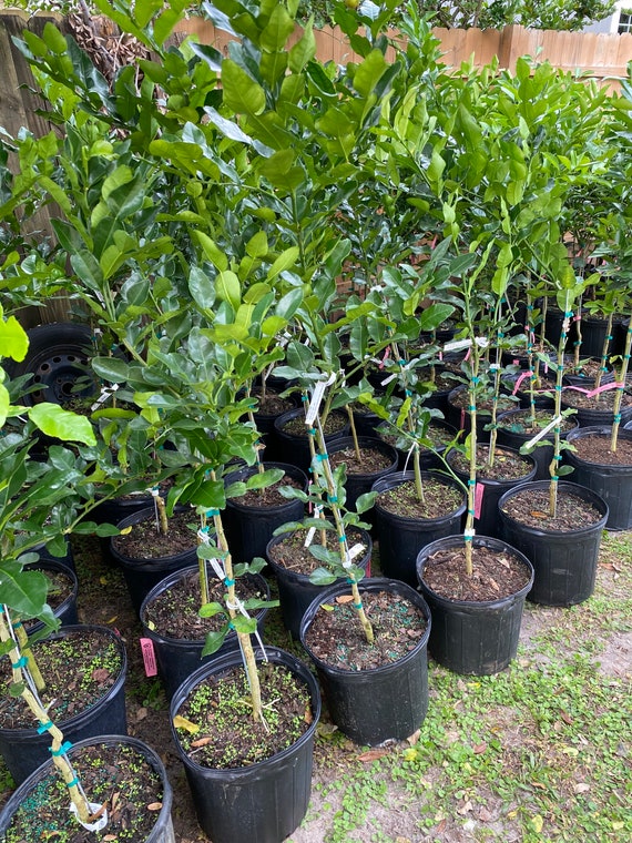 KAFFIR LIME Grafted Tree. Citrus Hystrix/ Makrut/ Thai Lime