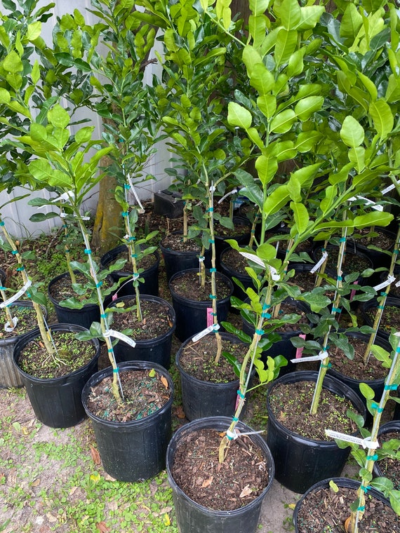 KAFFIR LIME Grafted Tree. Citrus Hystrix/ Makrut/ Thai Lime