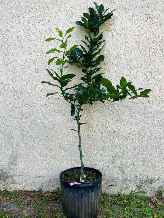 KAFFIR LIME Grafted Tree. Citrus Hystrix/ Makrut/ Thai Lime