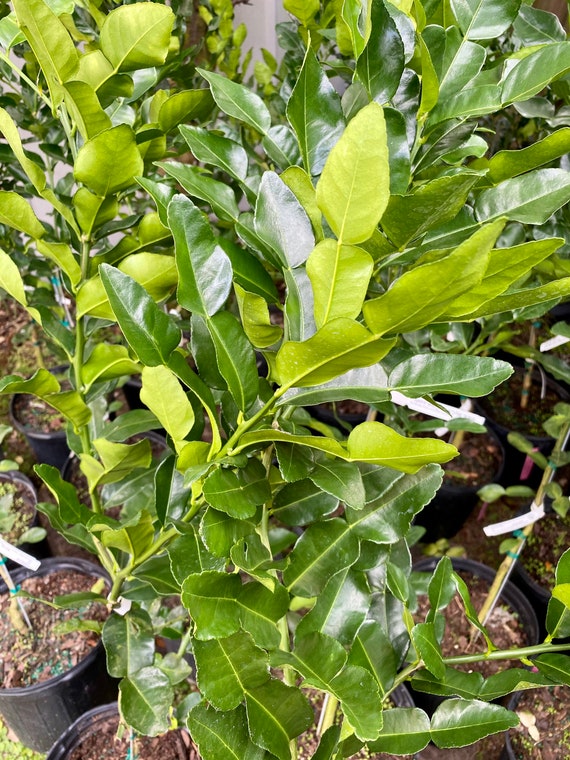 KAFFIR LIME Grafted Tree. Citrus Hystrix/ Makrut/ Thai Lime