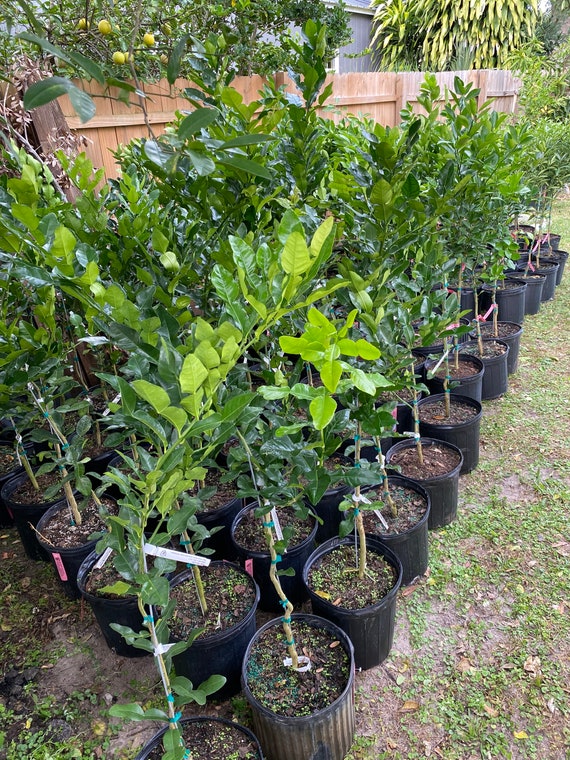 KAFFIR LIME Grafted Tree. Citrus Hystrix/ Makrut/ Thai Lime