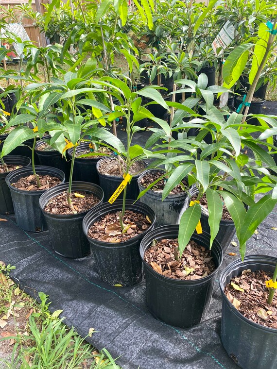 Mahachanook/ Maha Rainbow THAI Mango Tree