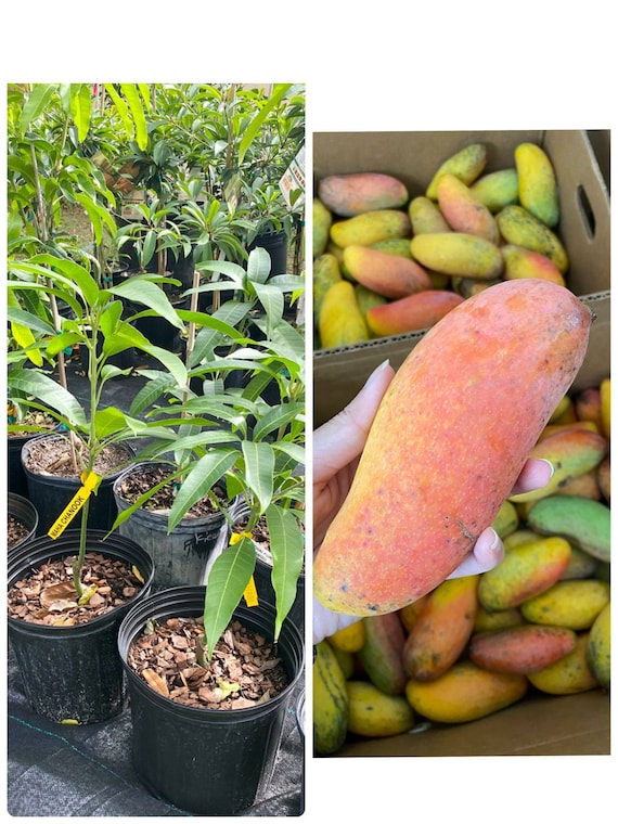 Mahachanook/ Maha Rainbow THAI Mango Tree
