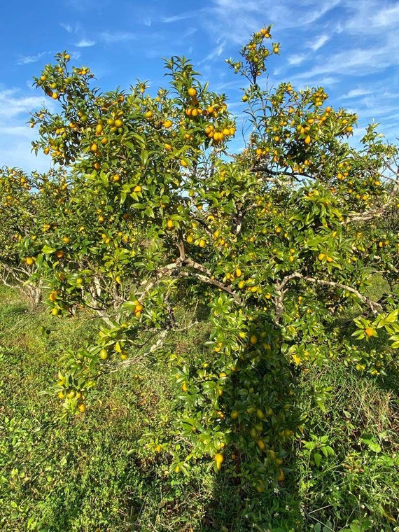 Big 10Gal Grafted SWEET NAGAMI KUMQUAT Tree