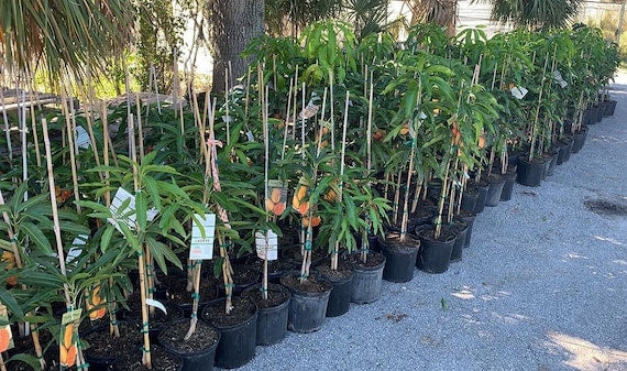 CAT SAIGON Mango Tree