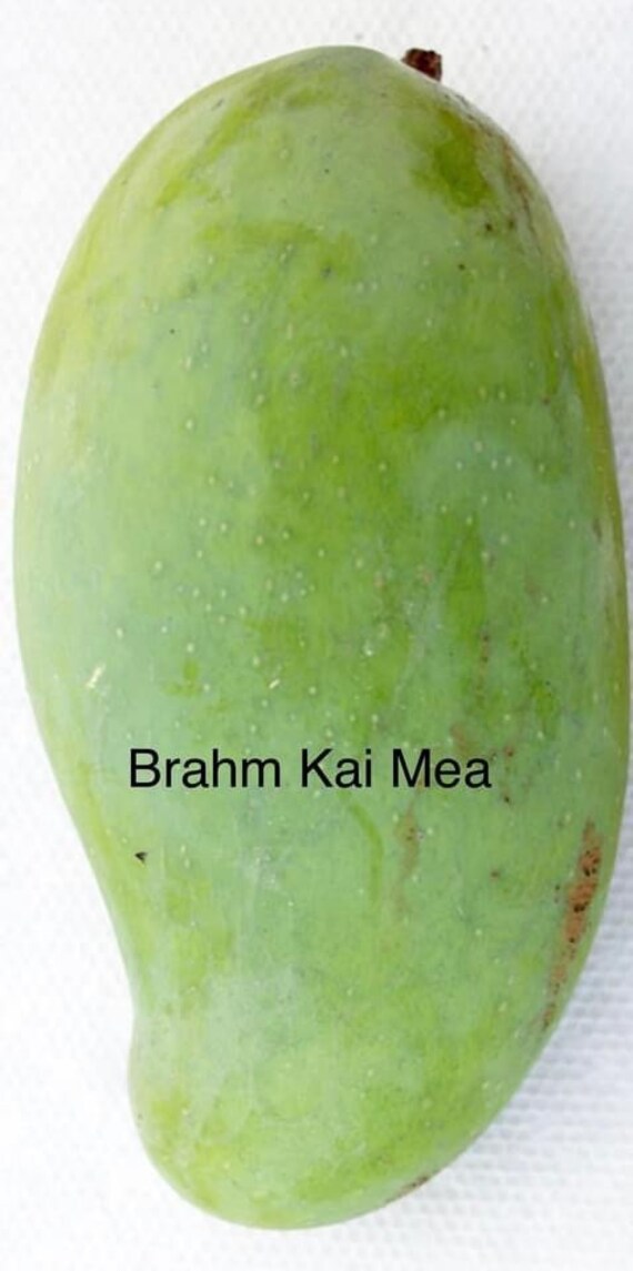 PRAM KAI MEI Thai Mango Tree