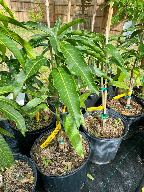 PRAM KAI MEI Thai Mango Tree