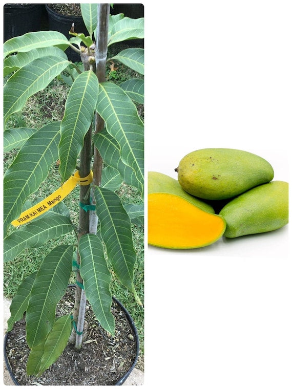 PRAM KAI MEI Thai Mango Tree