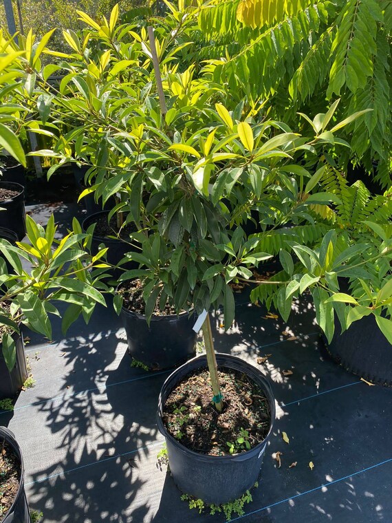 ALANO SAPODILLA (Manilkara zapota)