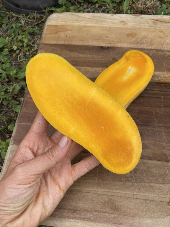 Mahachanook/ Maha Rainbow THAI Mango Tree